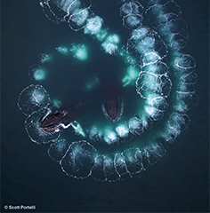 Aerial view of whales making a fish trap with bubbles.