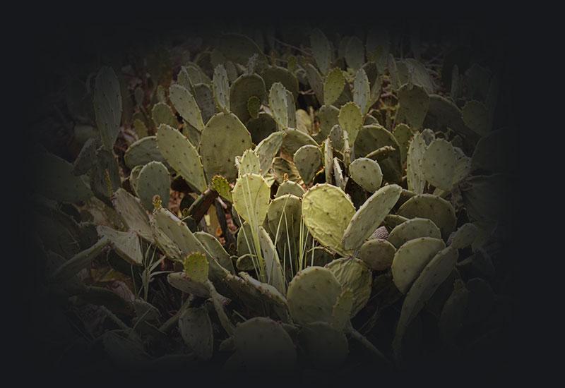 Prickly pear cactus infestation.