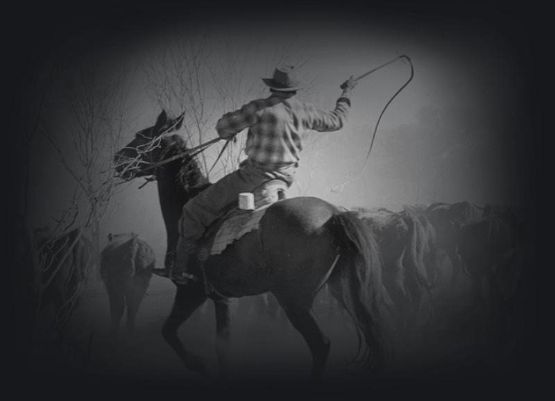  Stockman with whip droving cattle in the Northern Territory, 1954.