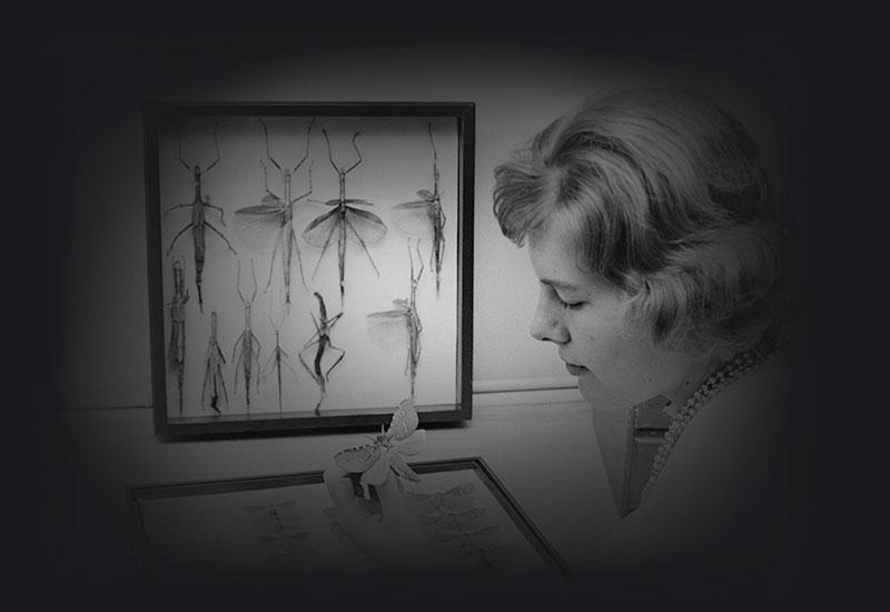 A woman pinning insect specimens.