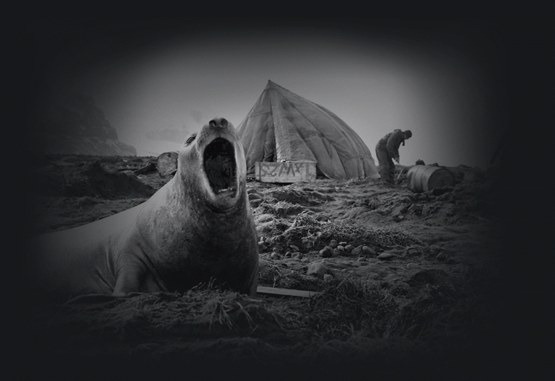 Two-ton elephant seal photographed by David Eastman, 1948. NAA: A1200, L10029