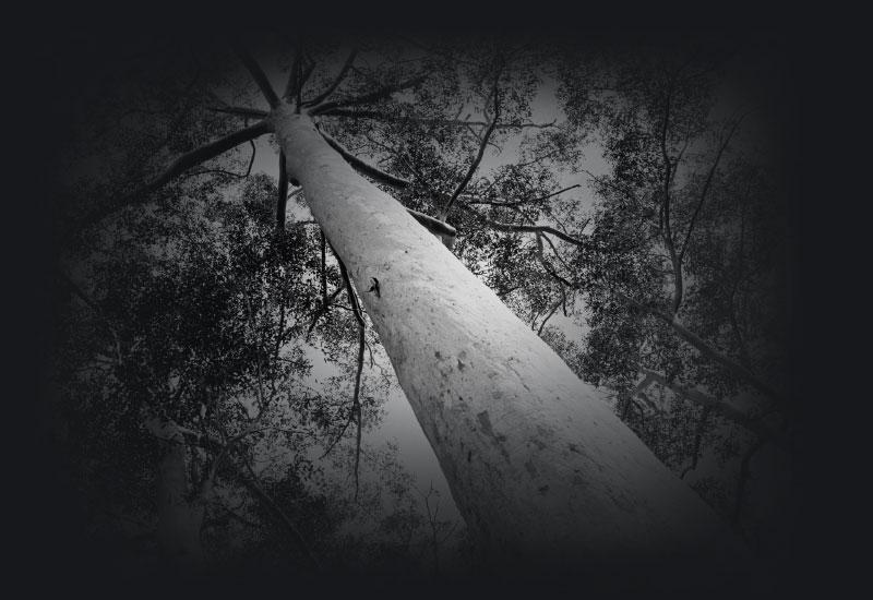 Looking up at the canopy of a tall Karri tree.