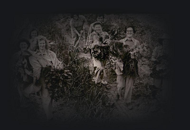 Women dressed in overalls harvesting vegetables.