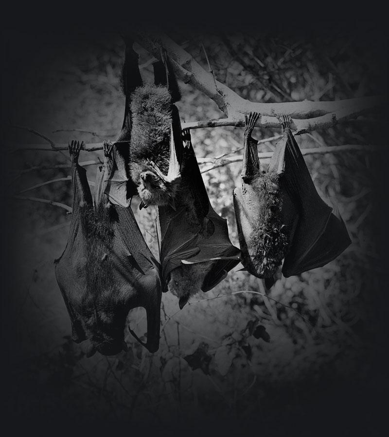 4 flying foxes hanging out together.