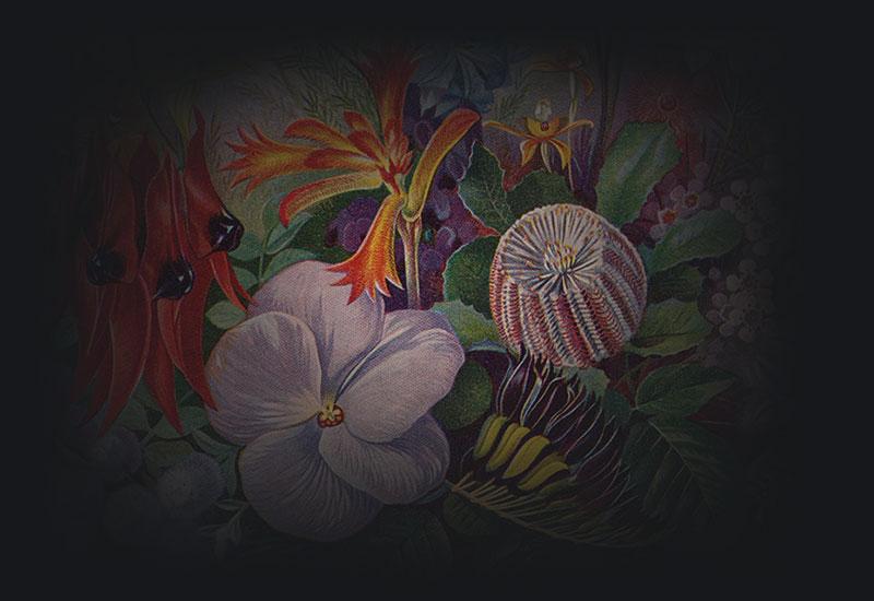 An illustration of colourful Australian wild-flowers.