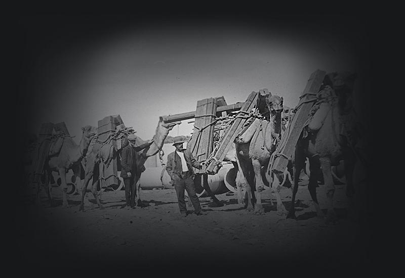 Men standing beside camels loaded with timber.