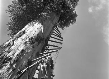 Ascending a spiral ladder attached to a tree.