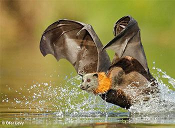 Grey-headed flying-fox flying just above the water surface. Photographer: Ofer Levy.