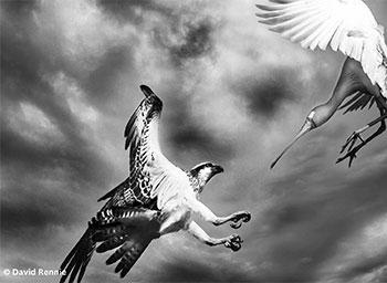 A Yellow-billed spoonbill inflight evades capture by an Eastern osprey. Photographer: David Rennie