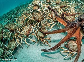 Octopus pursuing crabs. Photographer: Justin Gilligan