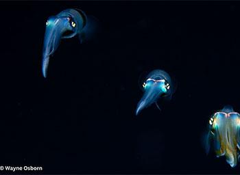 3 luminous squid facing the camera. Photographer: Wayne Osborn