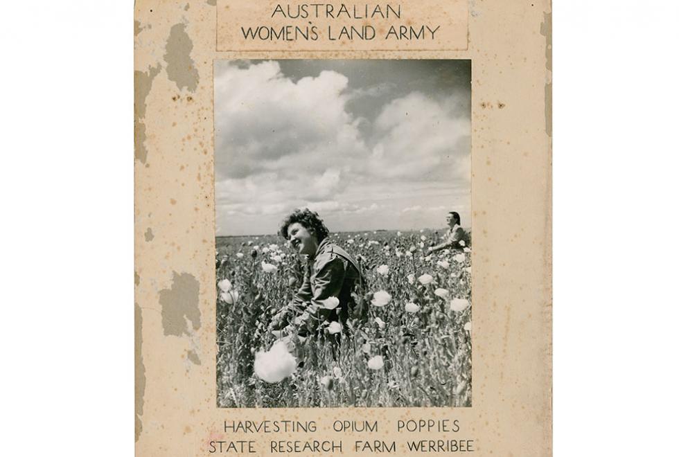 Black and white photograph – two women harvesting opium poppies.