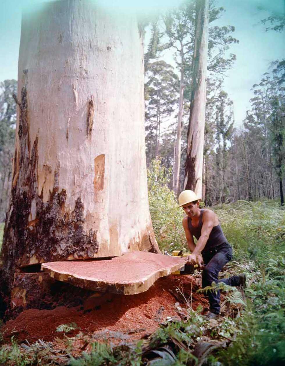 Feller using a chainsaw to fell a 150-foot karri