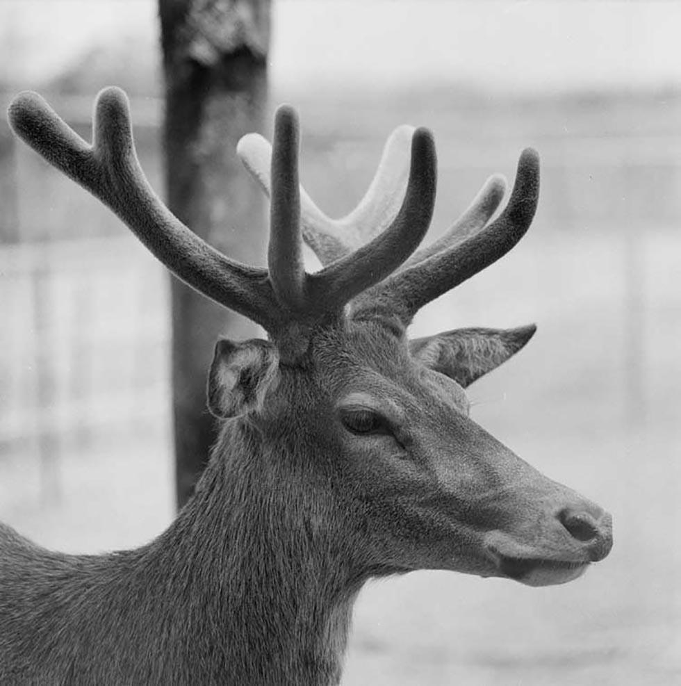 Red deer