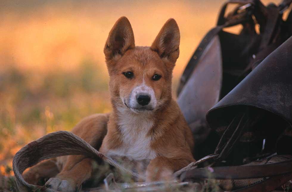 Dingo at Innamincka Station sitting on the ground next to leather saddlebags.