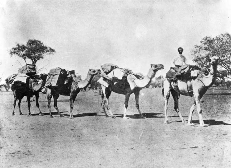 Last Camel Train Used To Deliver Mail In Outback Australia Naa Gov Au