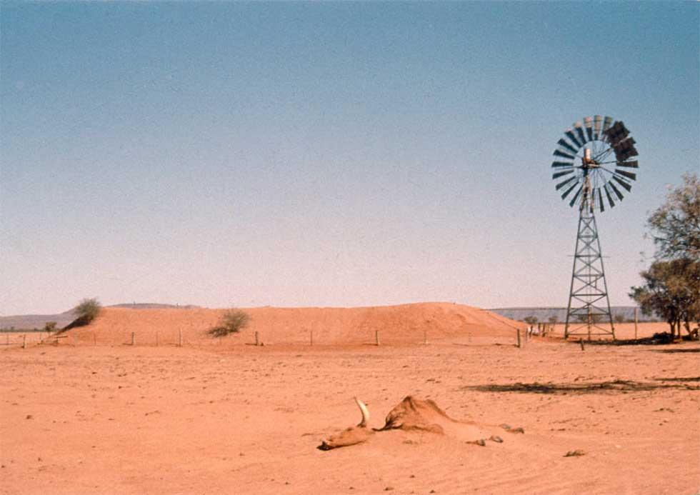 Skeletal remains of a cow on red dirt. Windmill, barbed wire fence, earth mound and drought tolerant trees in the middle ground.