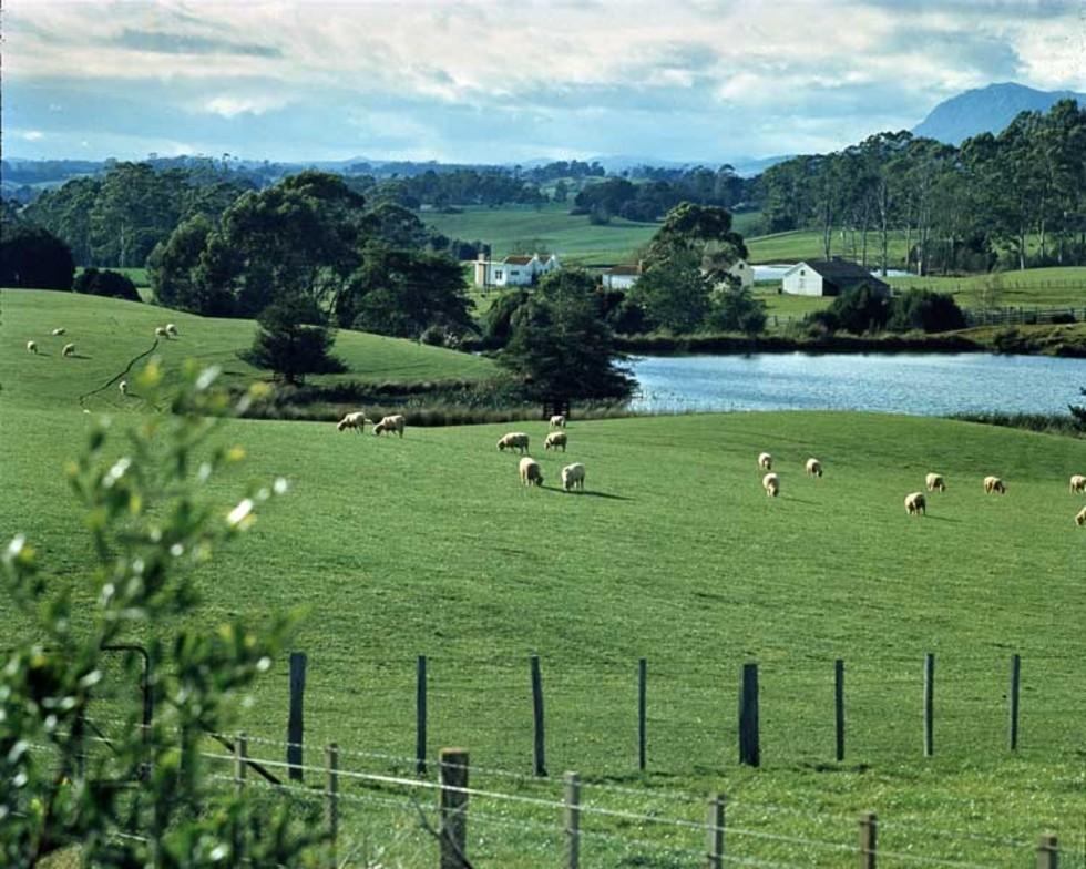 Sheep grazing in Kempton, Tasmania.