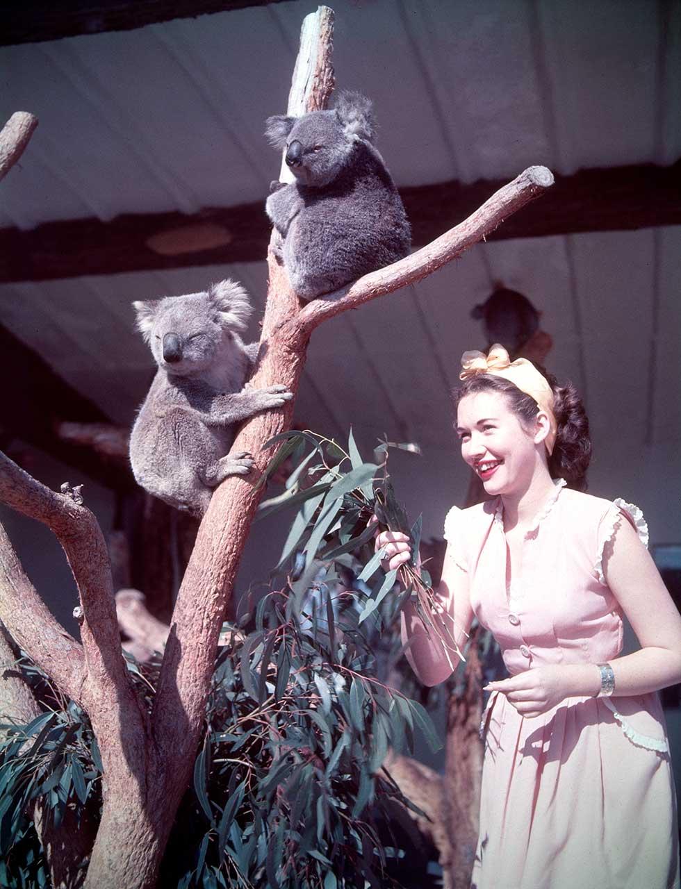 Koalas at Taronga Park Zoo.