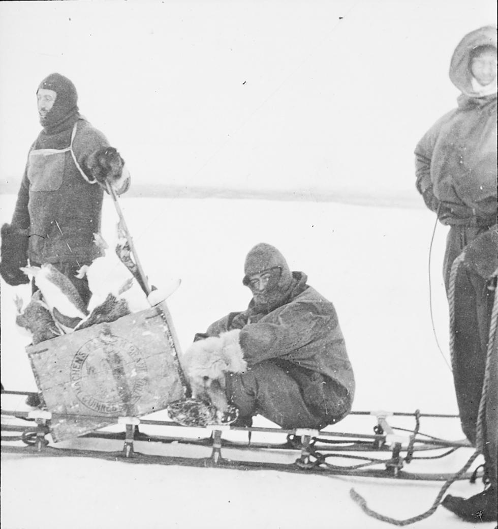 Black-and-white photograph of Dr Xavier Mertz, John Hunter and Lieutenant Belgrave Ninnis collecting Adélie Penguins. 