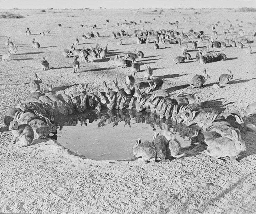 Rabbits  gathered around a water hole.