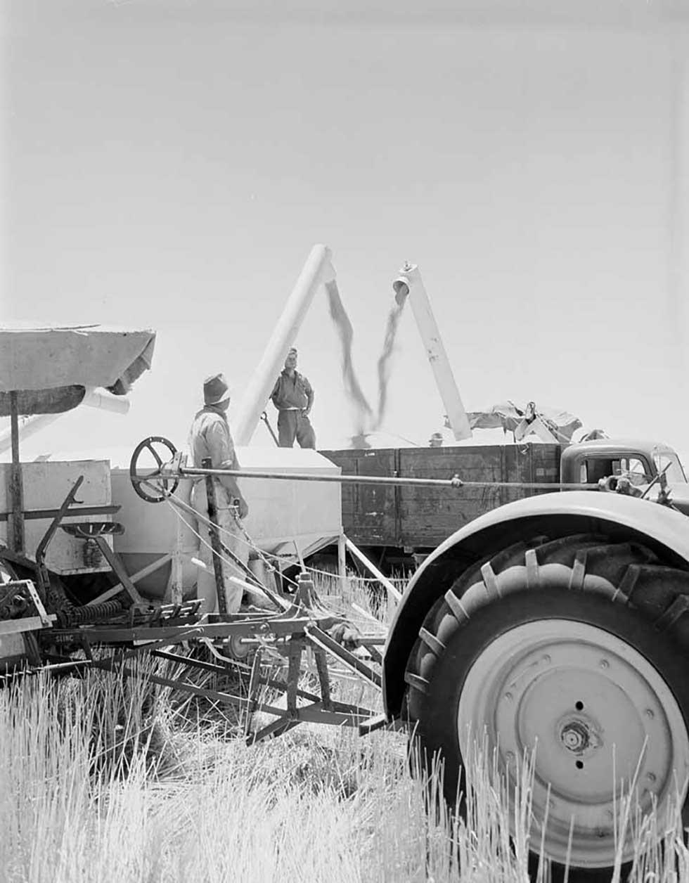 Wheat harvesting in Wimmera, Victoria.