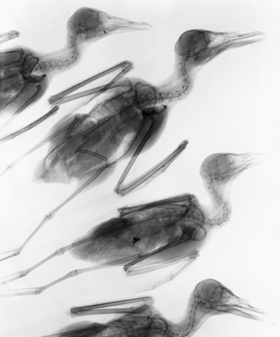 X-ray of four Antarctic prions.