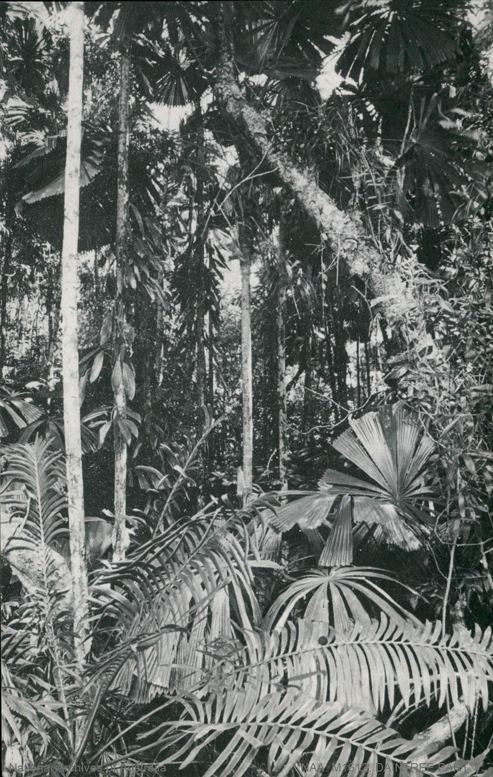 Daintree forest ferns and palms.