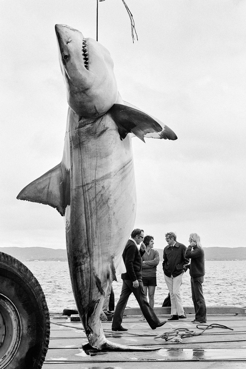 A Great White shark suspended from a rope while people stand nearby. 