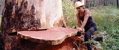 Feller using a chainsaw to fell a 150-foot karri