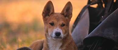 Dingo at Innamincka station sitting on the ground next to leather saddlebags.