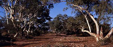 Poison Creek, south of Agnew, Western Australia.