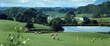 Sheep grazing in Kempton, Tasmania.