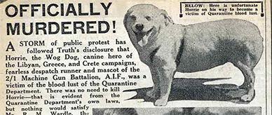 A newspaper article regarding the death of a dog smuggled into Australia.