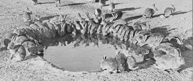 Detail of rabbits gathered around a water hole. 