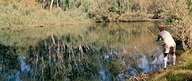 Trout fishing in the Murray river.