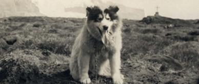 A large husky panting. 