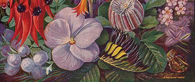 An illustration of colourful Australian wildflowers.