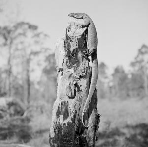 A sand goanna on a tree stump viewing its surroundings, 1964. NAA: A1200, L48534.