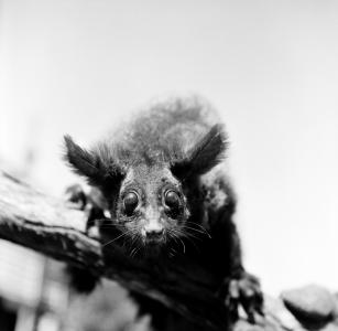 A greater glider possum looking directly into the camera.