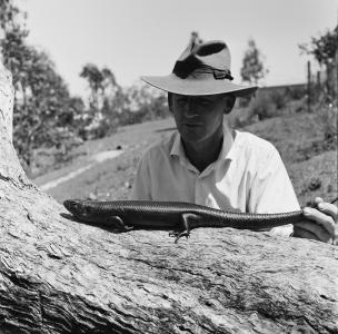  A land mullet lying on a log, with a man in an akubra hat looking from behind. 