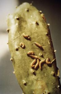 Larvae eating a cactus leaf.