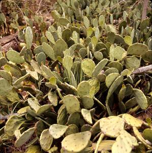 Prickly Pear cactus