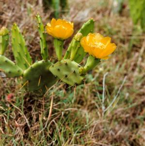 Two yellow flowers on Prickly Pear cactus 