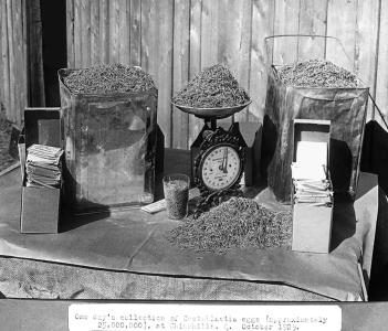 Tin buckets and a weighing scale full of Cactoblastis moth eggs.