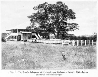 A Queenslander cottage next to a large tree.