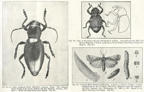 Photographs of a beetle and weevil. Drawing of the life stages of a moth.