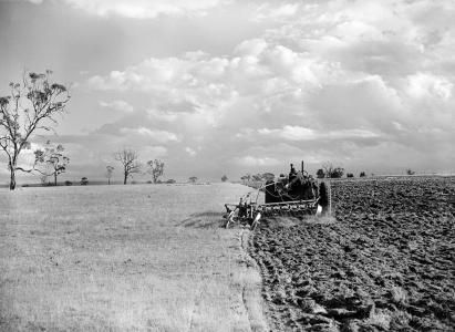 A tractor ploughing a field under a bright clouded sky beside scattered tall Eucalypts.