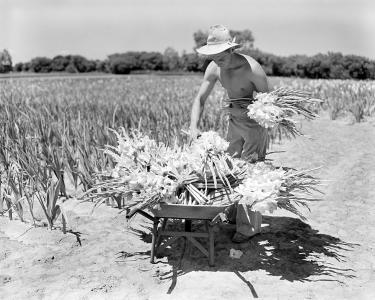 A man placing picked flowers into a wheelbarrow.