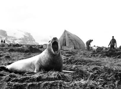 Two-ton elephant seal photographed by David Eastman, 1948. NAA: A1200, L10029